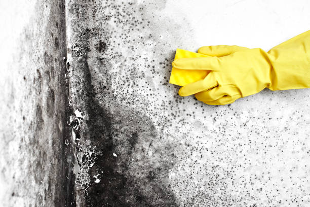 Best Crawl Space Mold Remediation  in Gibsonburg, OH